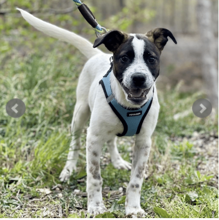 Churro, a brown and white lab mix, 4 months old available for adoption at ARF Hamptons. Here he is standing with a leash/harness, smiling,, looking at the camera.